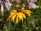 Shallow focus closeup shot of the flower from the plant called Black-eyed Susan or Rudbeckia