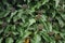 Shallow focus closeup shot of an ivy plant