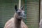 Shallow focus closeup shot of a llama
