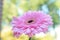 Shallow focus closeup shot of a pink Barberton Daisy flower