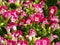 Shallow focus closeup shot of pink Wishbone flowers in a garden