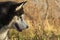 Shallow focus closeup shot of a Siberian Husky dog covered with dust and dirt dry plants