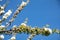 Shallow focus closeup shot of white cherry blossom flowers