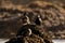 Shallow focus of colorful harlequin ducks standing on brown cliffs