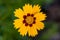 Shallow focus of Coreopsis basalis garden flower with blur background