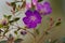 Shallow focus of delicate purple lasiandra flowers