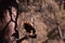 Shallow focus on an eagle waiting to attack in the Himalayan, Uttarakhand, India