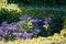 Shallow focus of garden heliotrope flowers in the garden on a sunny day on a natural background