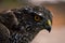 Shallow focus of a gorgeous Northern Goshawk with a warning glance