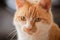 Shallow focus of the head of a ginger cat showing detail of his eyes.