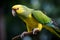 Shallow focus highlights the vibrant green Newtons parakeet parrot