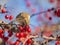 Shallow focus of House Finches perched on a red berry tree branch