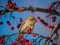 Shallow focus of House Finches perched on a red berry tree branch