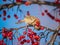 Shallow focus of House Finches perched on a red berry tree branch