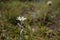 Shallow focus of a lonely white Edelweiss flower in the field