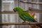 Shallow focus of a Military macaw on a wooden stick