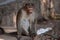 Shallow focus of a monkey outdoors in a temple