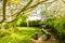 Shallow focus of new foliage seen on a horse chestnut tree in late spring