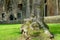 Shallow focus of an old tree trunk seen next to a medieval chapel.