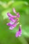 Shallow Focus -Peavine Flowers on Blurred Green