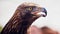 Shallow focus profile shot of a Golden Eagle staring at its prey