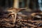 Shallow focus of a Pseudoclitocybe cyathiformis species of fungus captured in a forest