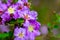 Shallow focus of a purple Pride of India (Lagerstroemia speciosa) in the garden