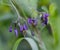 Shallow focus of a purple Scutellaria baicalensis flower with green plants blurred background