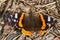 A shallow focus of a Red Admiral butterfly Vanessa atalanta on the dirty ground