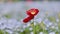 Shallow focus of a red Common poppy flower vibrating on the ground