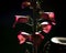 Shallow focus of red Lady& x27;s glove flower in garden under evening lighting with blurry background