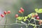 Shallow focus of rosehips on a sunny day outdoors