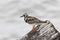 Shallow focus of a ruddy turnstone on a piece of driftwood at the shore