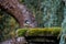 Shallow focus shot of adorable Dark-eyed junco perched on mossy rock