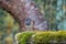 Shallow focus shot of adorable Dark-eyed junco perched on mossy rock