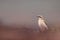 Shallow focus shot of adorable Northern wheatear searching for food around the beach in Scotland