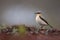 Shallow focus shot of adorable Northern wheatear searching for food around the beach in Scotland