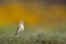 Shallow focus shot of adorable Northern wheatear searching for food around the beach in Scotland