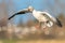 Shallow focus shot of adorable Snow goose with open wings in the air