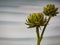Shallow focus shot of artichokes (Cynara cardunculus