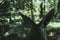 Shallow focus shot of the back of a wallaby`s head looking at the green forest