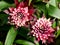 Shallow focus shot of beautiful franceska guzmania flowers