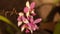 Shallow focus shot of a beautiful Phalaenopsis equestris flower