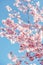 Shallow focus shot of beautiful pink cherry blossoms under the breathtaking blue sky