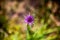 Shallow focus shot of a beautiful purple Salsify flower in the garden