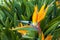 Shallow focus shot of beautiful strelitzia flower