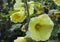 Shallow focus shot of beautiful yellow hollyhocks in a green field of flowers
