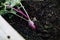 Shallow focus shot of a beetroot plant in the soil