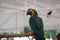 Shallow focus shot of Blue-throated macaw perched on person's fingers