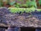 Shallow focus shot of a burnt tree trunk covered with hypnum moss